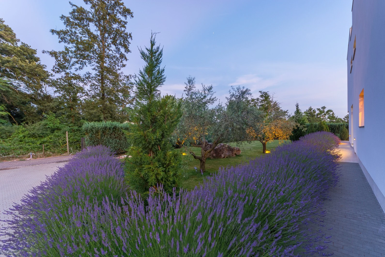 Lavendelgarten und Olivenbäume der Villa